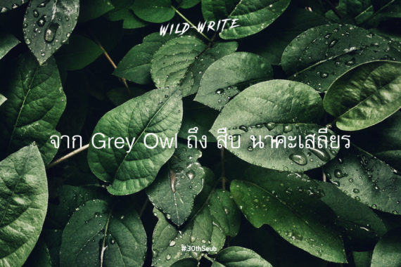 WILD-WRITE : จาก Grey Owl ถึง สืบ นาคะเสถียร