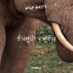 WILD-WRITE : ช้างคู่ป่า งาคู่ช้าง