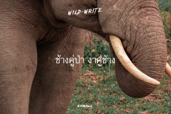 WILD-WRITE : ช้างคู่ป่า งาคู่ช้าง
