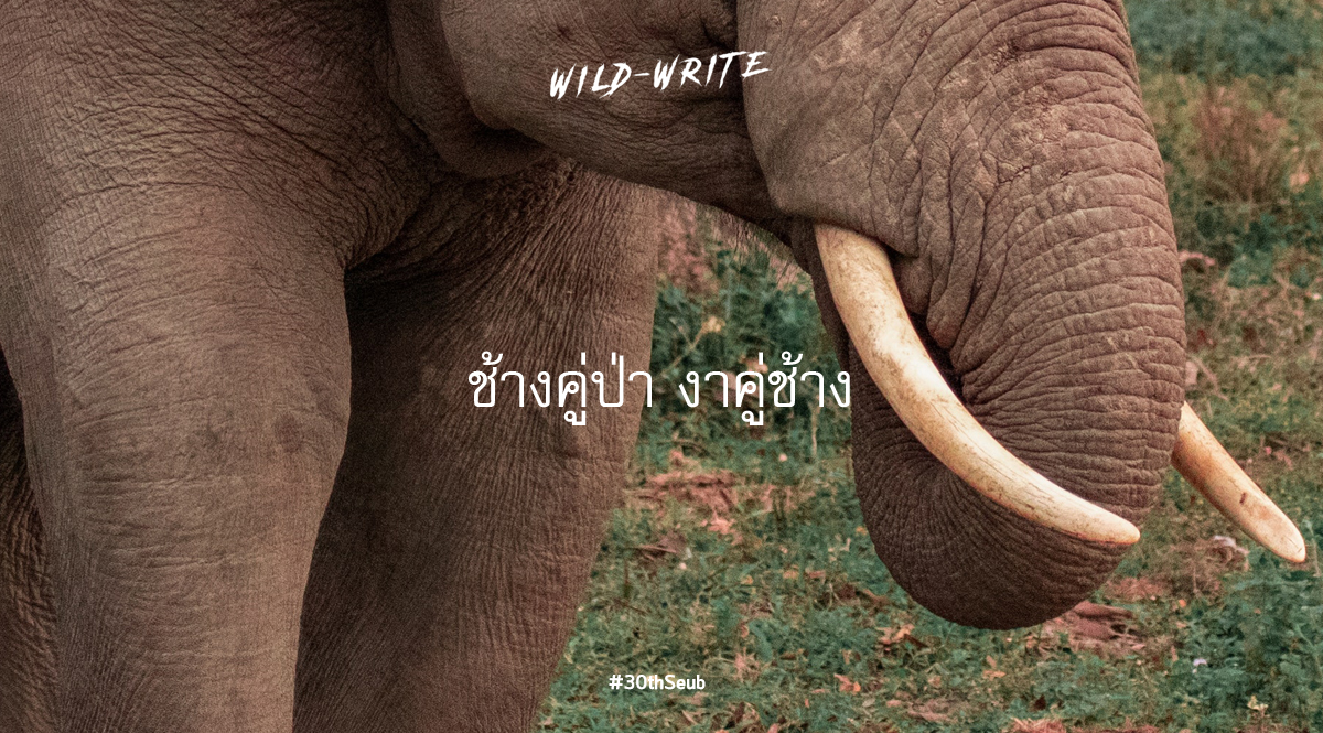 WILD-WRITE : ช้างคู่ป่า งาคู่ช้าง