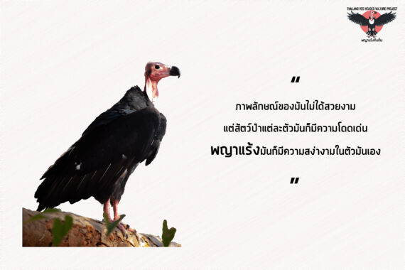 แนวคิดที่กระโดดข้ามความเชื่อของเด็กยุคมิลเลนเนียลที่มีต่อ ‘พญาแร้ง’