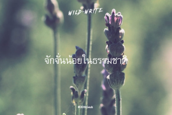 WILD-WRITE : จักจั่นน้อยในธรรมชาติ