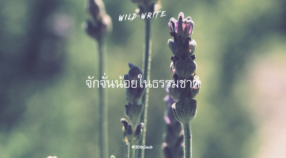 WILD-WRITE : จักจั่นน้อยในธรรมชาติ