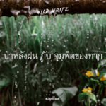 WILD-WRITE : ป่าหลังฝน กับ จุมพิตของทาก