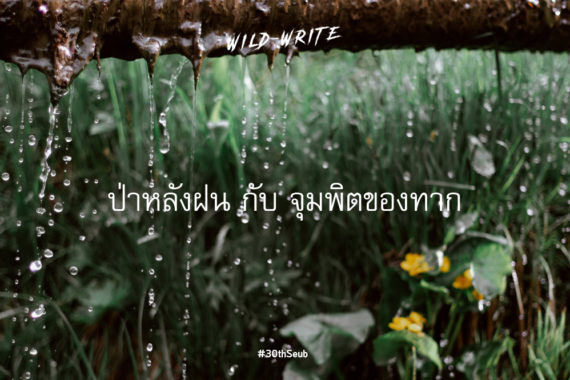WILD-WRITE : ป่าหลังฝน กับ จุมพิตของทาก