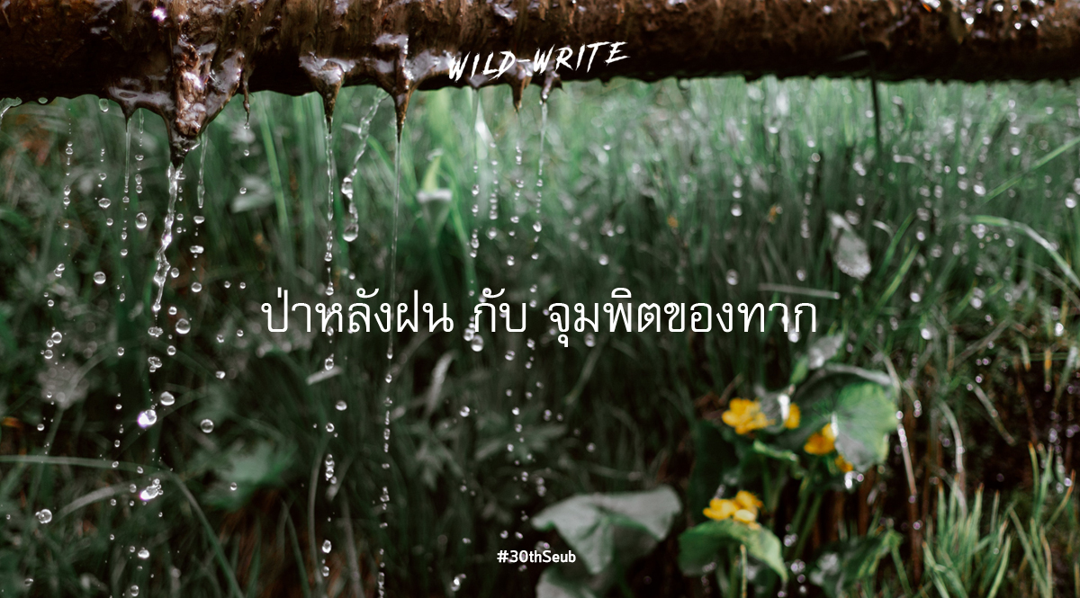WILD-WRITE : ป่าหลังฝน กับ จุมพิตของทาก