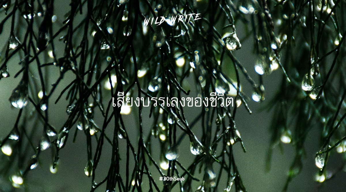 WILD-WRITE : เสียงบรรเลงของชีวิต