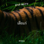 WILD-WRITE : เสือแก่