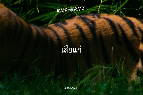 WILD-WRITE : เสือแก่