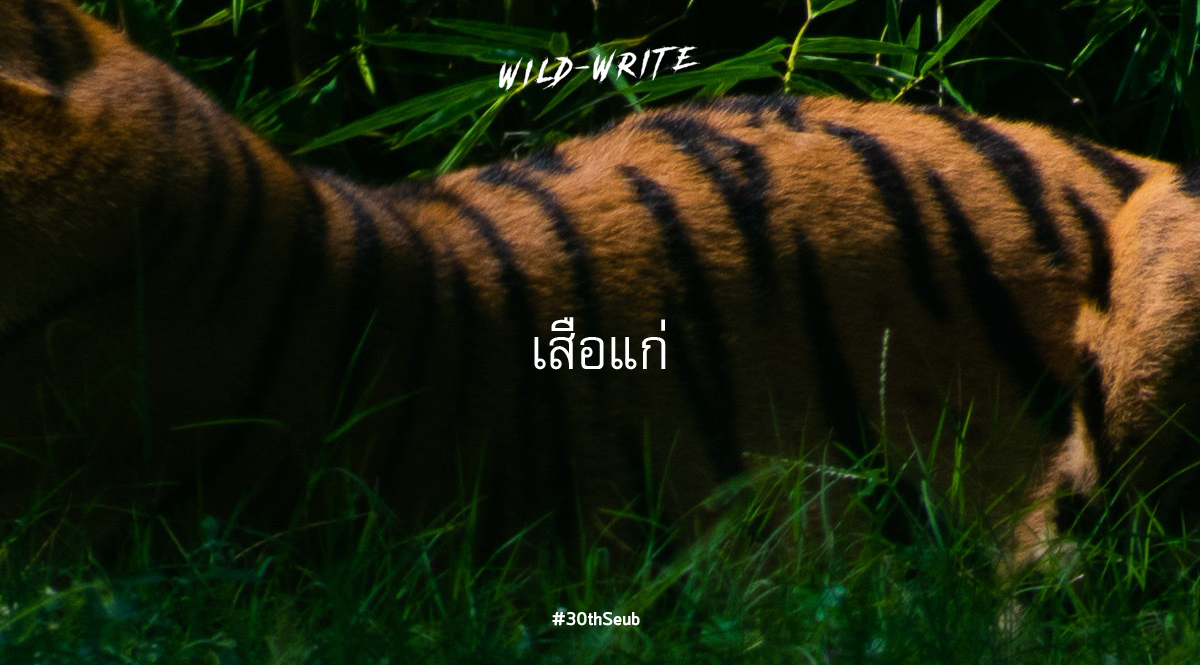 WILD-WRITE : เสือแก่