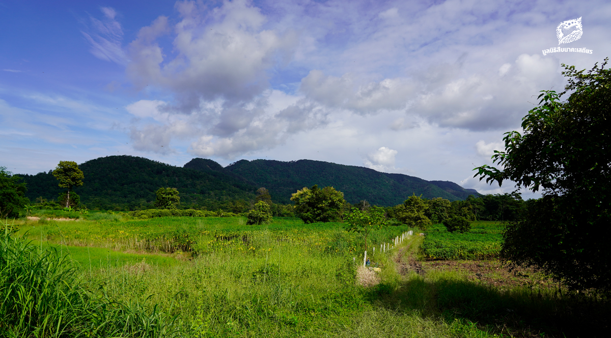 ภารกิจเชื่อมต่อผืนป่าตะวันตก เพื่อสัตว์ป่าอยู่ได้ และคนอยู่ได้ – มูลนิธิสืบนาคะเสถียร