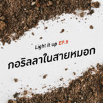 LIGHT IT UP EP 5 : กอริลลาในสายหมอก