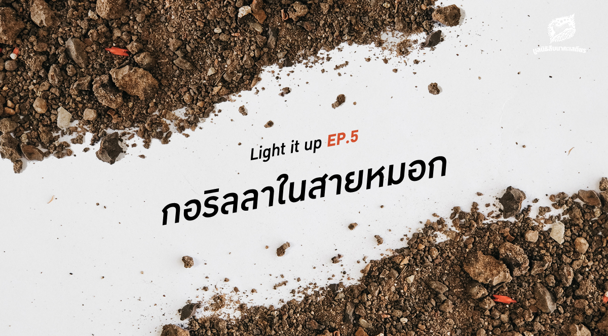 LIGHT IT UP EP 5 : กอริลลาในสายหมอก