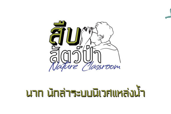 สืบสัตว์ป่า EP2 : นาก นักล่าระบบนิเวศแหล่งน้ำ