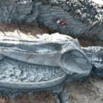พบโครงกระดูกวาฬโบราณ ความยาวกว่า 20 เมตรในประเทศไทย