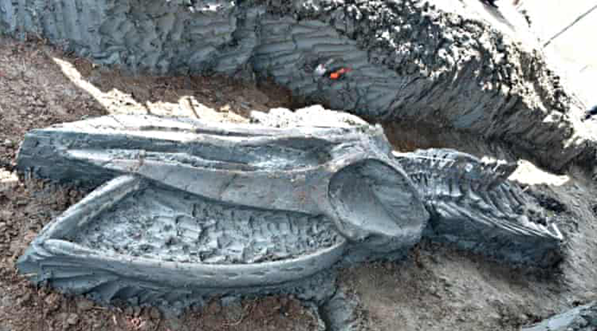 พบโครงกระดูกวาฬโบราณ ความยาวกว่า 20 เมตรในประเทศไทย