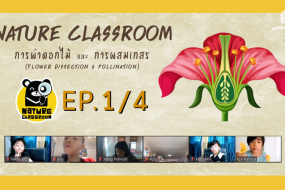 Nature Classroom Ep.1/4 ผ่าดอกไม้ และการผสมเกสร