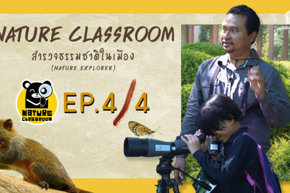 Nature Classroom EP.4/4 : สำรวจธรรมชาติในเมือง