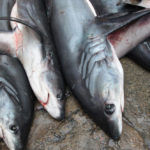 ฉลาม-กระเบน ทั่วโลกเสี่ยงสูญพันธุ์ จากการทำประมงไร้ขีดจำกัด