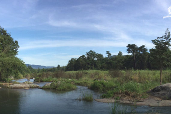 ‘ห้วยแม่เรวา’ สายธารที่หล่อเลี้ยงชีวิตริมน้ำในป่าแม่วงก์