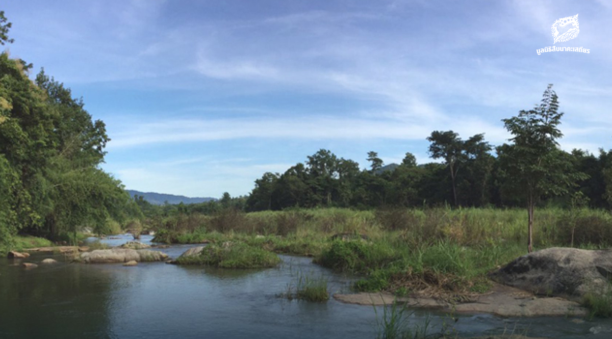 ‘ห้วยแม่เรวา’ สายธารที่หล่อเลี้ยงชีวิตริมน้ำในป่าแม่วงก์