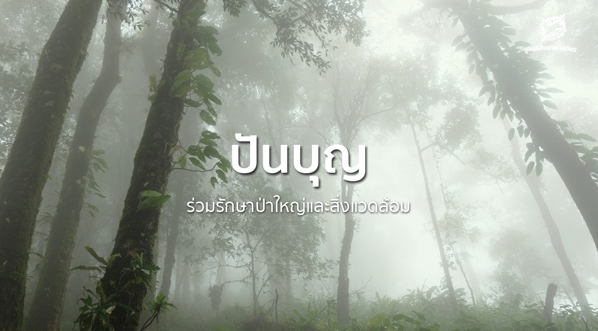 ร่วมรักษาป่าใหญ่และสิ่งแวดล้อมผ่าน “ปันบุญ”