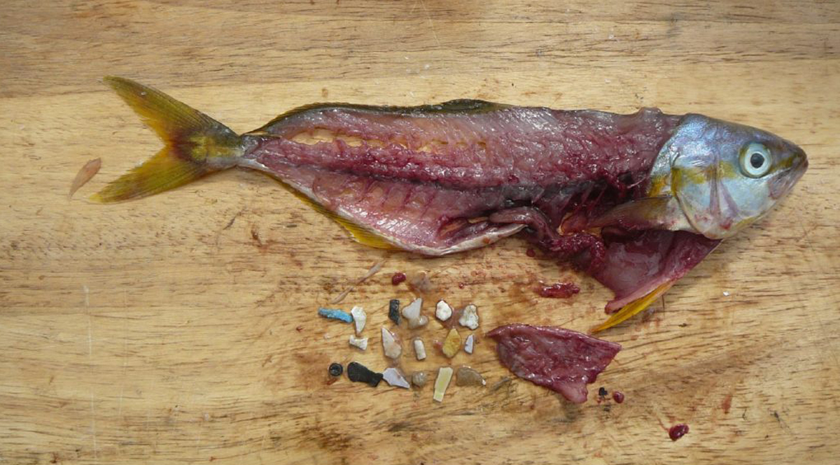 พบพลาสติกในปลา กว่า 200 สายพันธุ์ ที่มนุษย์ใช้กินเป็นอาหาร