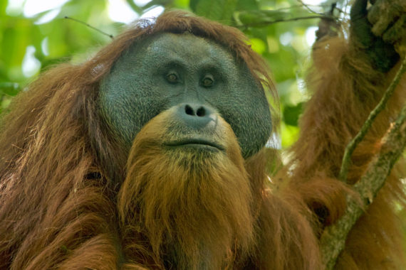 อุรังอุตังตาปานูลี ลิงใหญ่แห่งอินโดนีเซียที่ใกล้สูญพันธุ์ในยุคสมัยของเรา