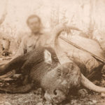“กูปรี” สิ่งมีชีวิตที่เหลือเพียงภาพถ่าย ปัจจุบันสูญพันธุ์ไปแล้วจากป่าไทย