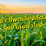 6 ปีที่ผ่านมา ผืนป่าแถบลุ่มน้ำโขงกลายเป็นไร่ข้าวโพดเลี้ยงสัตว์กว่าสิบล้านไร่