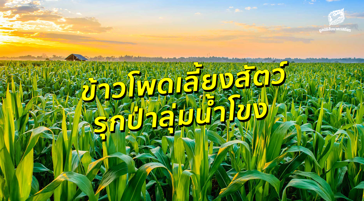 6 ปีที่ผ่านมา ผืนป่าแถบลุ่มน้ำโขงกลายเป็นไร่ข้าวโพดเลี้ยงสัตว์กว่าสิบล้านไร่