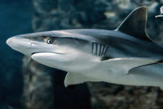 “โลกร้อน” ทำให้ฉลามต้องย้ายถิ่นที่อยู่อาศัย เสี่ยงทำระบบนิเวศรวน