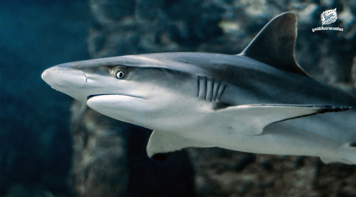 “โลกร้อน” ทำให้ฉลามต้องย้ายถิ่นที่อยู่อาศัย เสี่ยงทำระบบนิเวศรวน