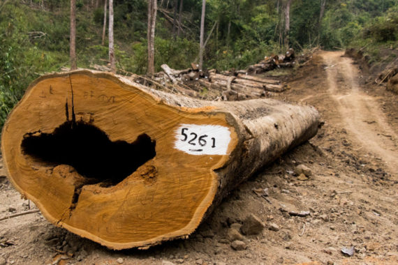รัฐประหารเมียนมากับการลักลอบทำลายป่าครั้งมโหฬาร