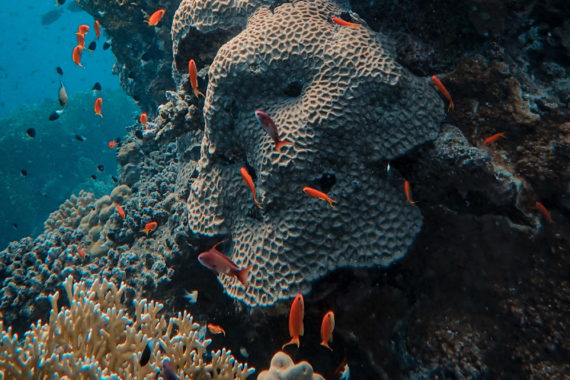ปะการังฟอกขาว ใกล้ตัวกว่าที่คิด เมื่อทะเลเสียสมดุล แหล่งอาหารหลายร้อยล้านชีวิตจะหายไปด้วย