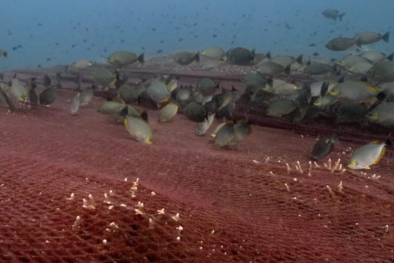อวนยักษ์ทับปะการัง ทำลายความหลากหลายทางชีวภาพเกาะโลซิน จ.ปัตตานี