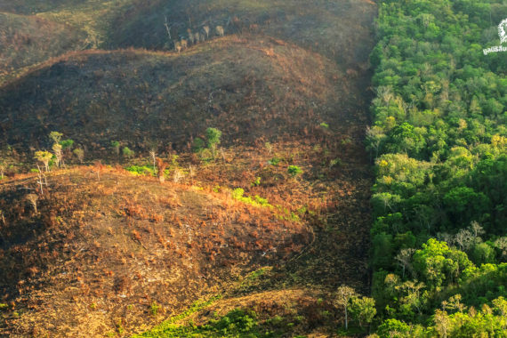 ป่าเขตร้อนทั่วเอเชียตะวันออกเฉียงใต้หายไปกว่าพื้นที่ประเทศไทย ในรอบ 20 ปี