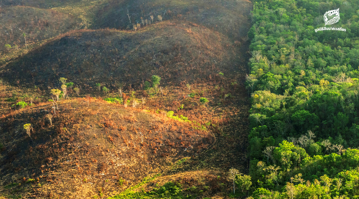 ป่าเขตร้อนทั่วเอเชียตะวันออกเฉียงใต้หายไปกว่าพื้นที่ประเทศไทย ในรอบ 20 ปี