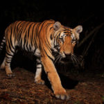 สถานะและความหวังของ “เสือโคร่ง” ในป่าอนุรักษ์ของประเทศไทย