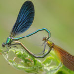 โลกร้อนทำให้สีปีกแมลงปอซีดลง ส่งผลกระทบการสืบพันธุ์ในอนาคต