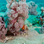 ปะการังดอกกะหล่ำ ในน่านน้ำนิวเซาท์เวลส์ อาจสูญพันธุ์ในอีก 10 ปีข้างหน้า