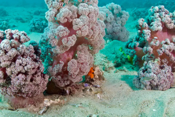 ปะการังดอกกะหล่ำ ในน่านน้ำนิวเซาท์เวลส์ อาจสูญพันธุ์ในอีก 10 ปีข้างหน้า