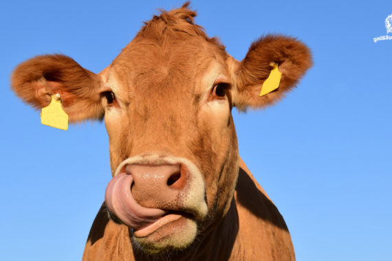 แบคทีเรียขนาดจิ๋วในวัวอาจเป็นคำตอบในของปัญหาขยะพลาสติก