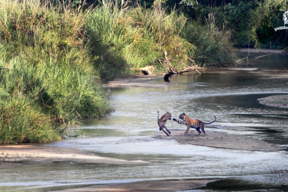เสือโคร่ง ตัวแทนความร่วมมือของการอนุรักษ์สัตว์ป่าไทย