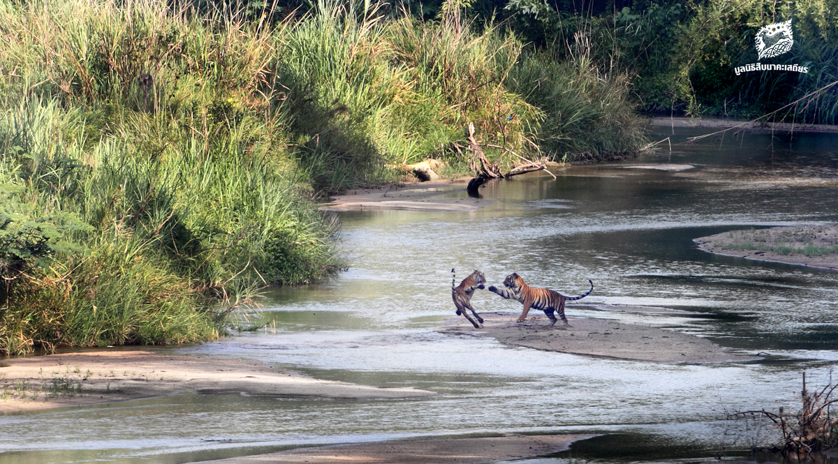 เสือโคร่ง ตัวแทนความร่วมมือของการอนุรักษ์สัตว์ป่าไทย