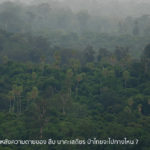 หลังความตายของ สืบ นาคะเสถียร ป่าไม้ประเทศไทยจะไปทางไหน ?