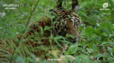 [ก้าวสู่ปีที่ 31] ตามรอยงานวิจัยเสือโคร่ง ที่สถานีวิจัยสัตว์ป่าเขานางรำ