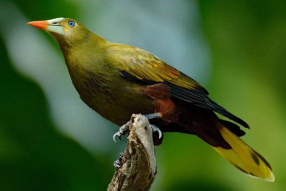 นกในแอมะซอน กำลังวิวัฒนาการตัวเองเพื่อหนีจากวิกฤตโลกร้อน