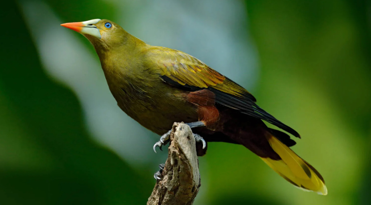 นกในแอมะซอน กำลังวิวัฒนาการตัวเองเพื่อหนีจากวิกฤตโลกร้อน