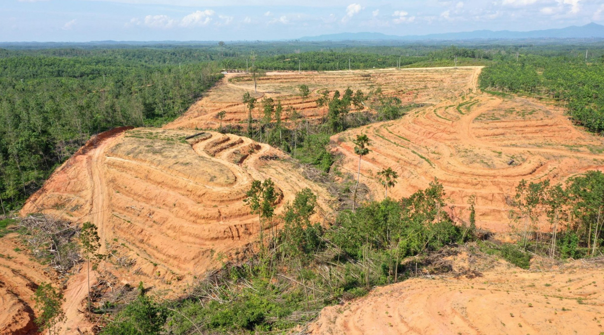 ผู้นำ 100 ประเทศให้คำมั่นว่าจะ “ยุติการตัดไม้ทำลายป่า” (แต่ไร้ประเทศไทย)